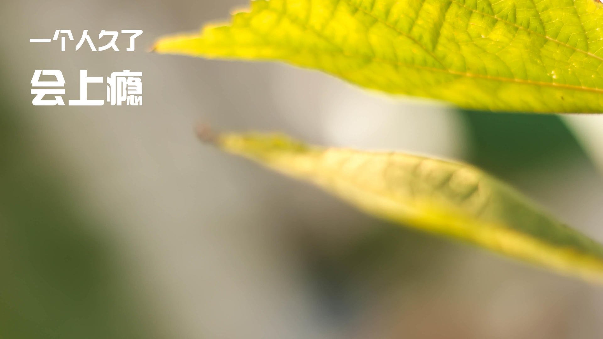 龙吟纽约，周琦三分如雨，猛龙主场力克尼克斯