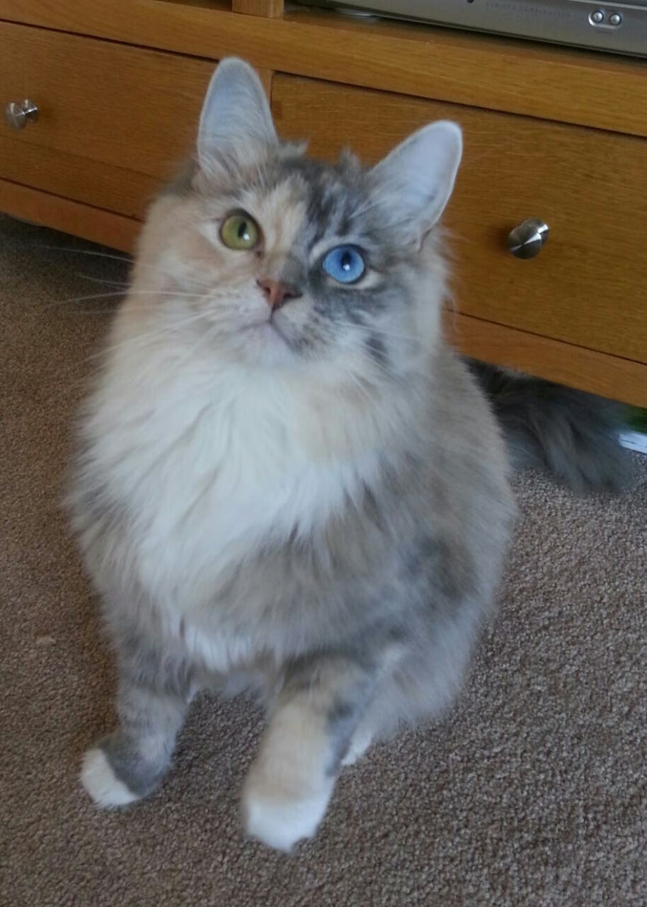 布鲁诺,对阵多特蒙德,英格兰的攻防转换心脏