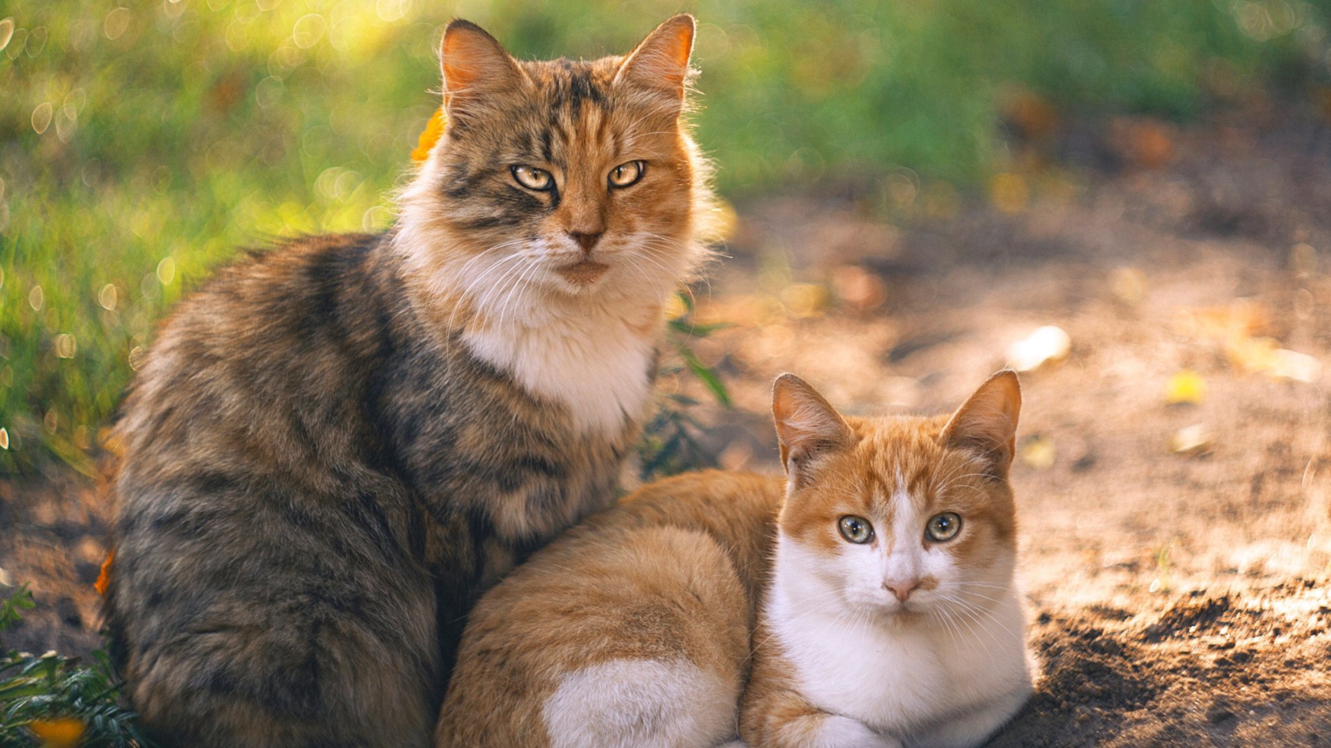 速度与篮筐的对决,当F1争冠硝烟撞破篮球场—记山西队雷霆战役的唯一性