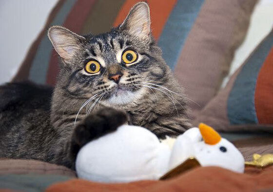 轰下37分+致命封盖！奇才爆冷打穿雷霆，杰伦·格林化身关键先生