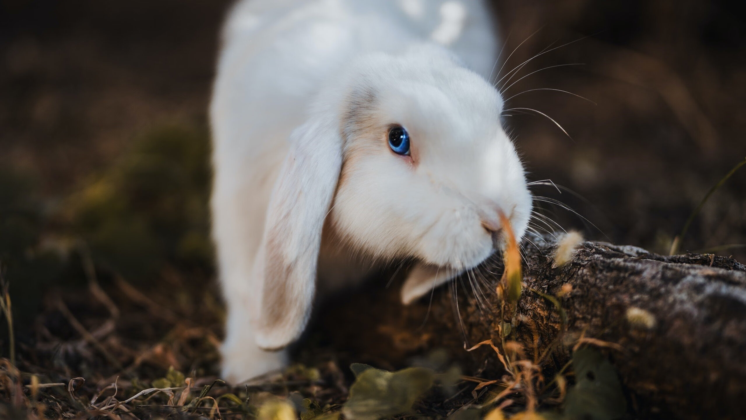 跨界巅峰，尼克斯鏖战广东队，字母哥美加墨世界杯篮球奇迹