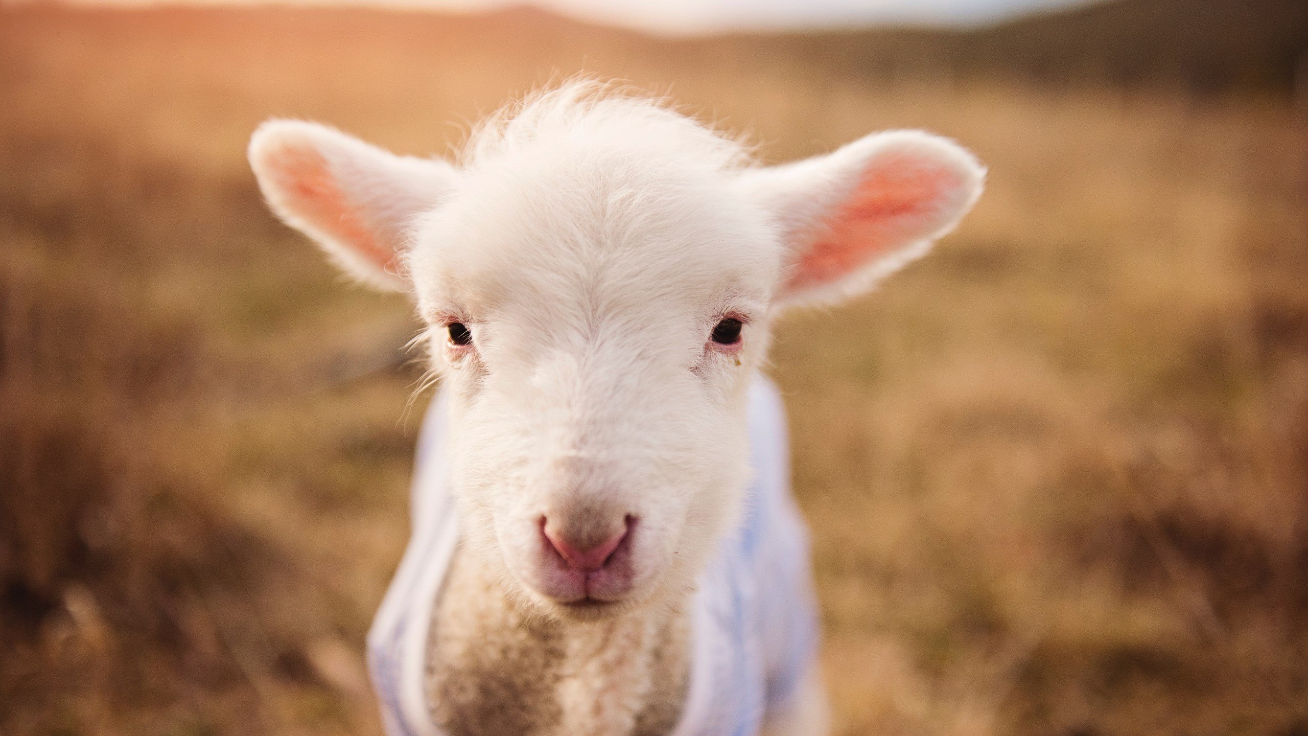 孤胆英雄的艺术画卷，罗德里戈在德甲争冠夜的终极答案