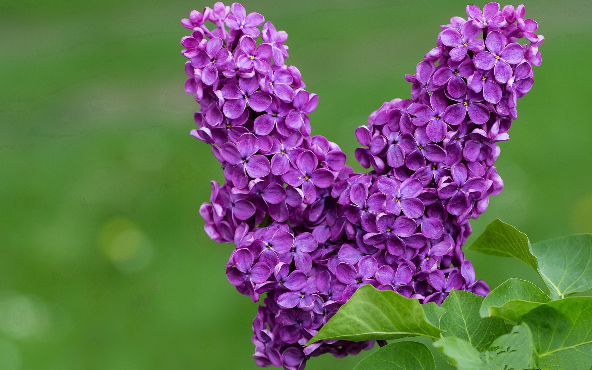 霍勒迪关键先生本色尽显,湖人爆冷客胜公牛终结连败