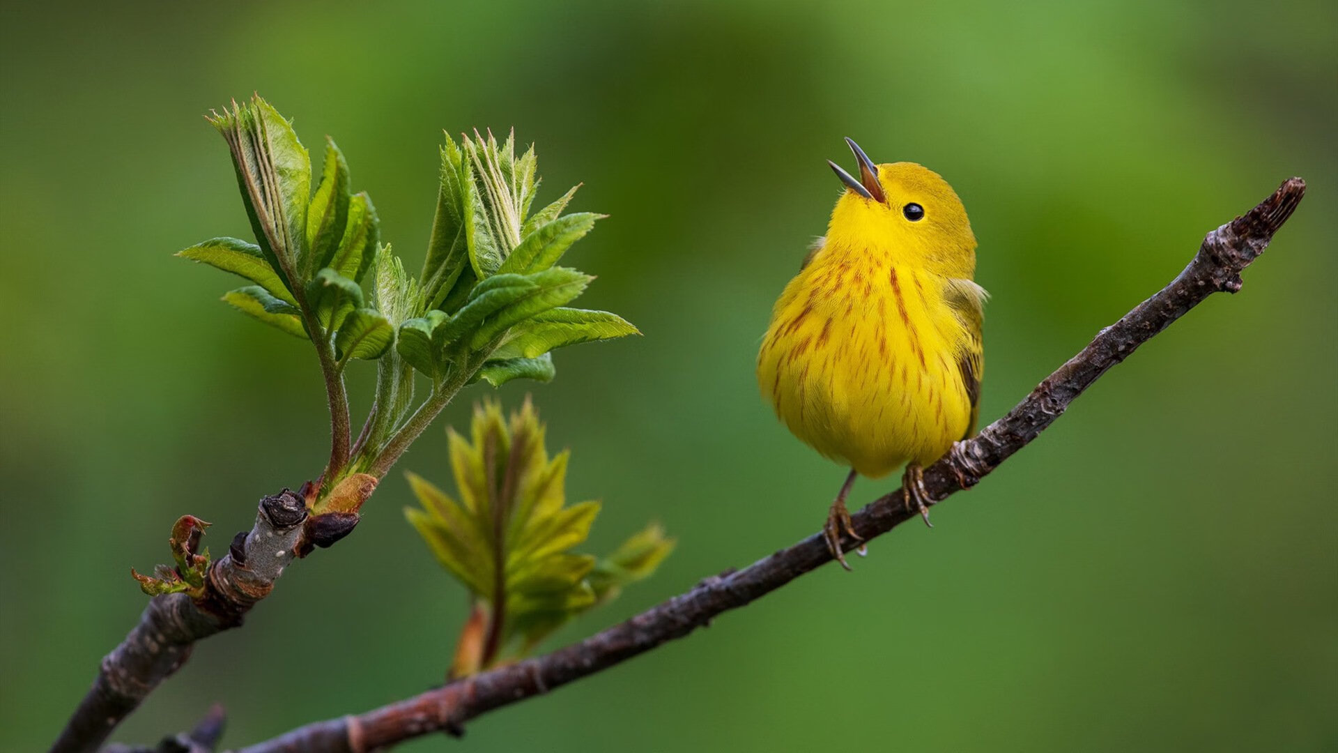 足球场上的F1，厄德高在年度争冠之夜刷新单季传球纪录