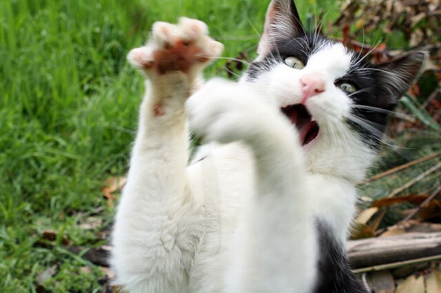 孤峰拔地起,孔德一肩扛鼎,哥伦比亚踏碎巅峰之梦直取巴黎