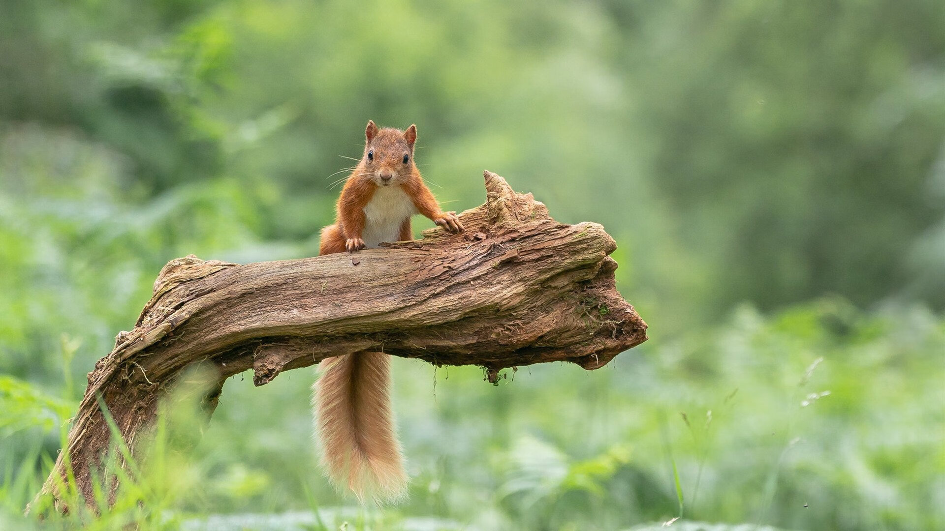 末节三分雨！赖斯如何用9分钟改写西决历史？