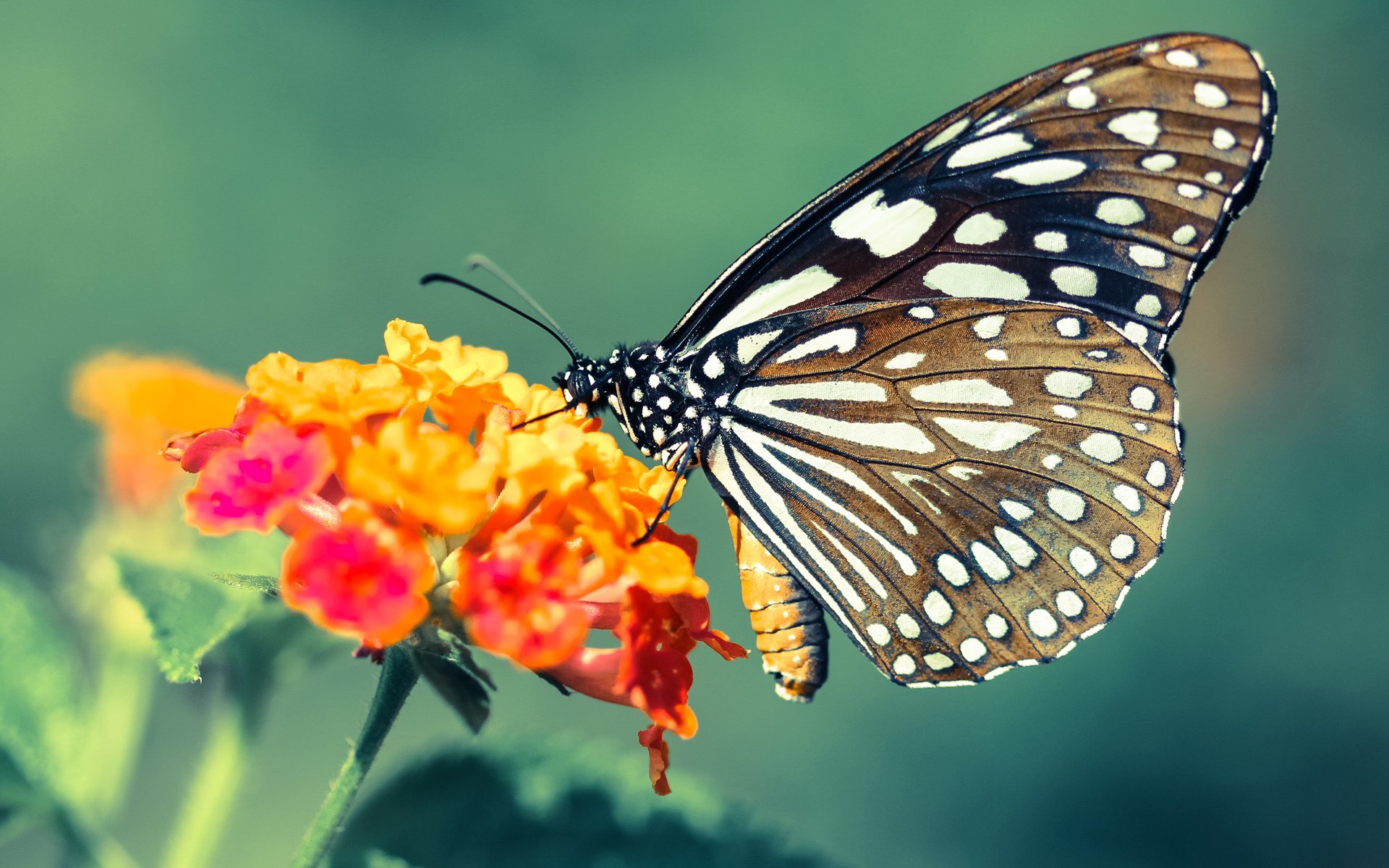西决式生死战！比利亚雷亚尔用技术暴雨横扫澳大利亚高地