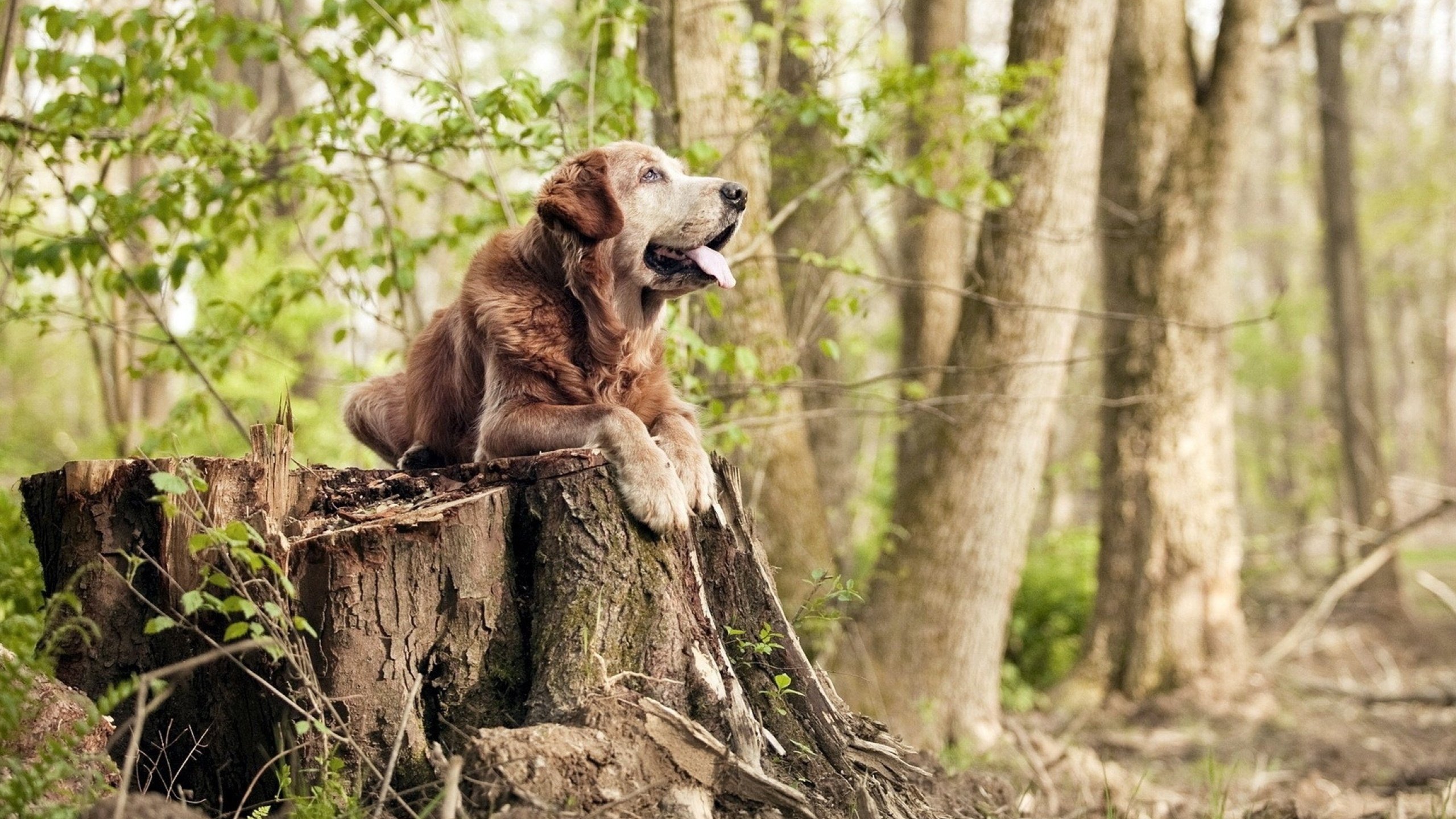 当橙色风暴遭遇白色坎特,荷兰的控球哲学在加拿大隐形墙前失灵