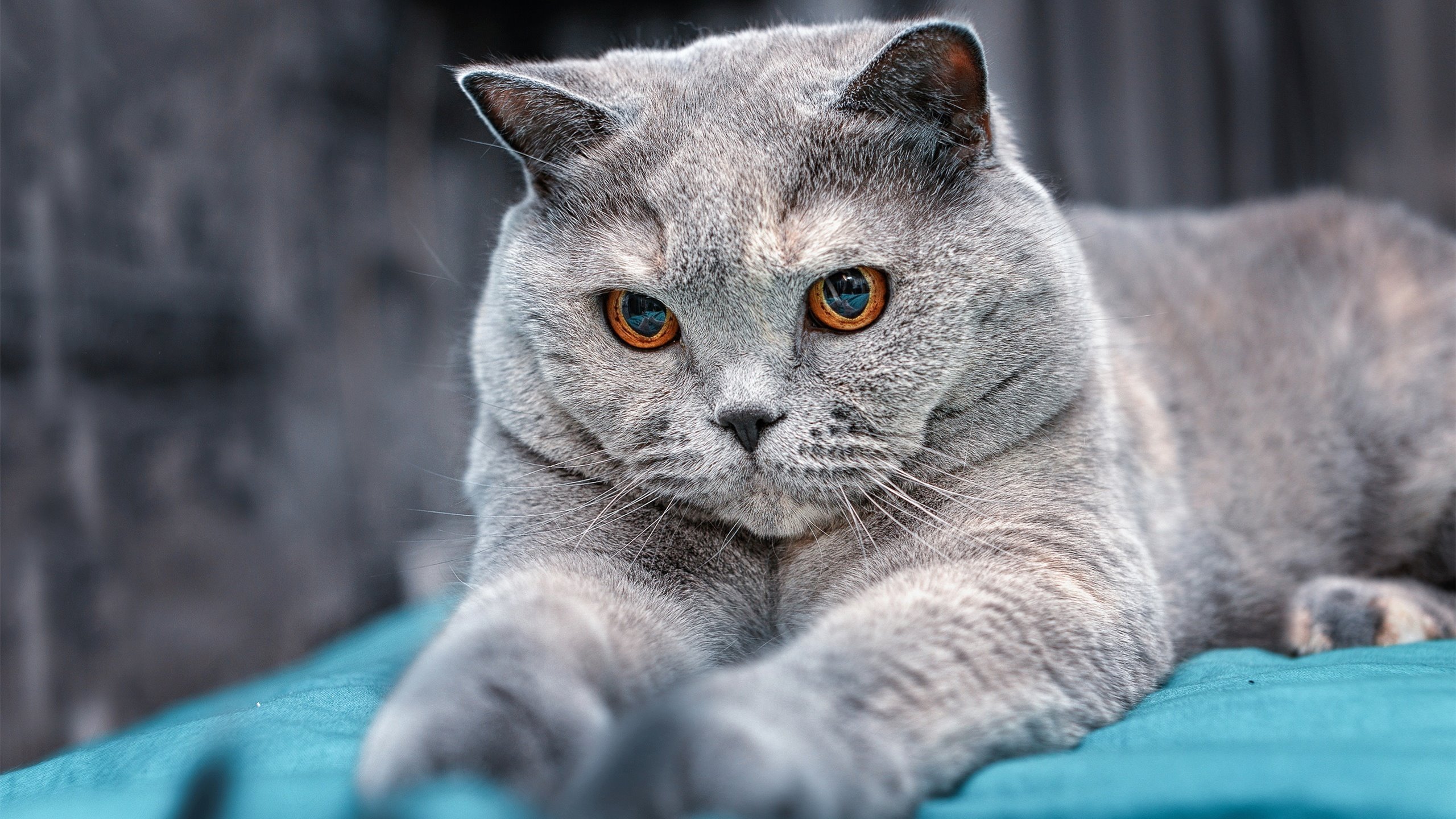 稳定输出!杰伦格林引领独行侠击败公牛