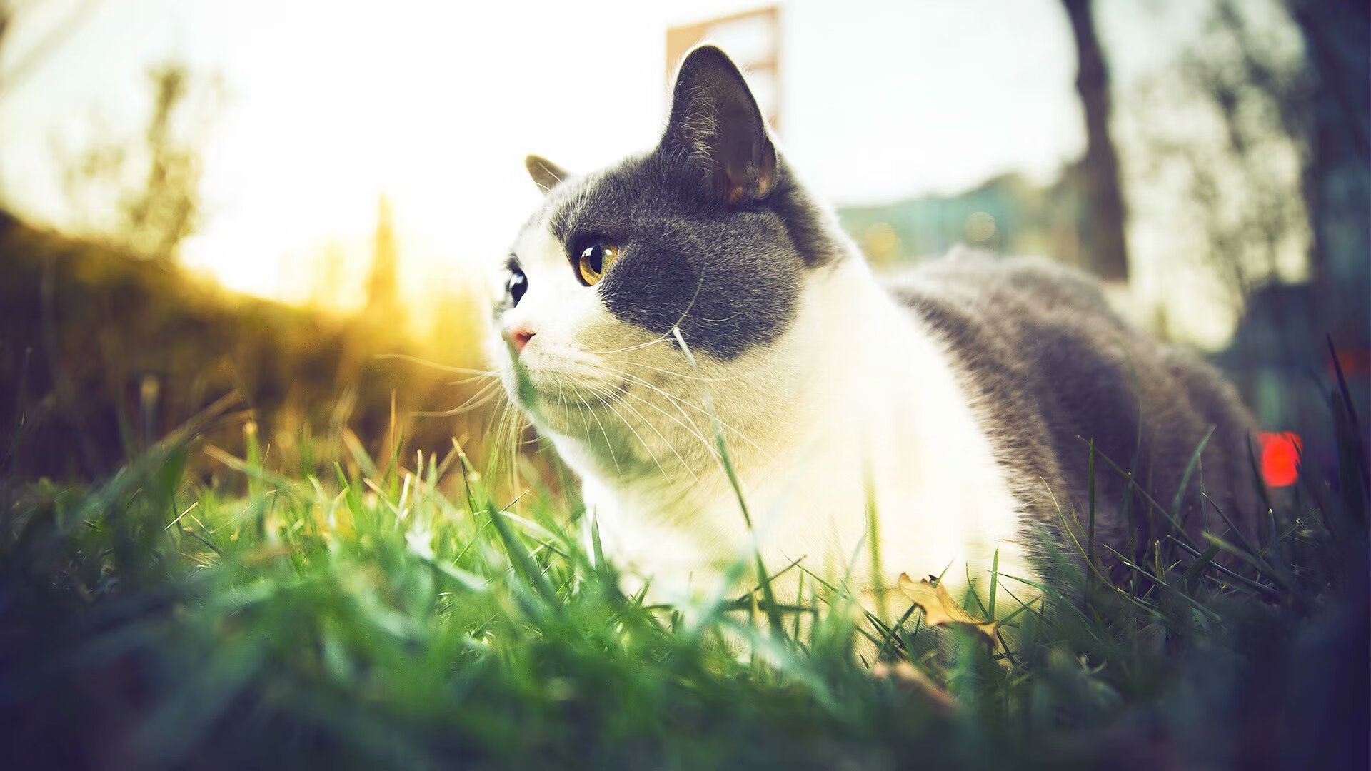 静默中的爆发，拉什福德与彩虹之国的足球密码