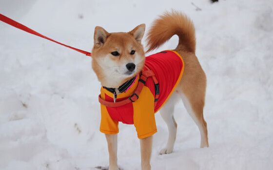 战术棋盘上的绝对统治，尼克斯用钢铁防守绞杀快船，爱德华兹满分赞叹成最佳注脚