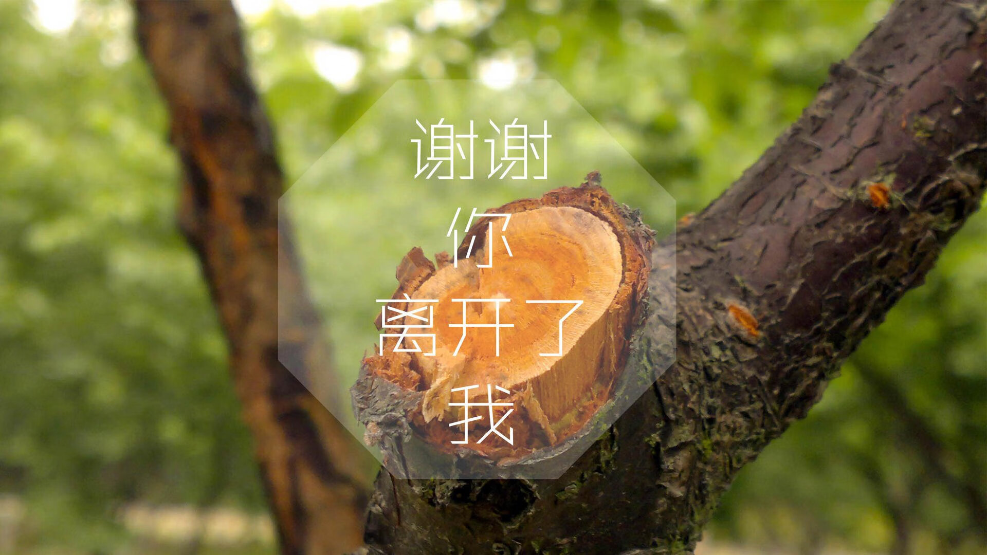 多特蒙德的凛冬复仇,2026世界杯,比利时的钢铁防线与波兰的反击利刃