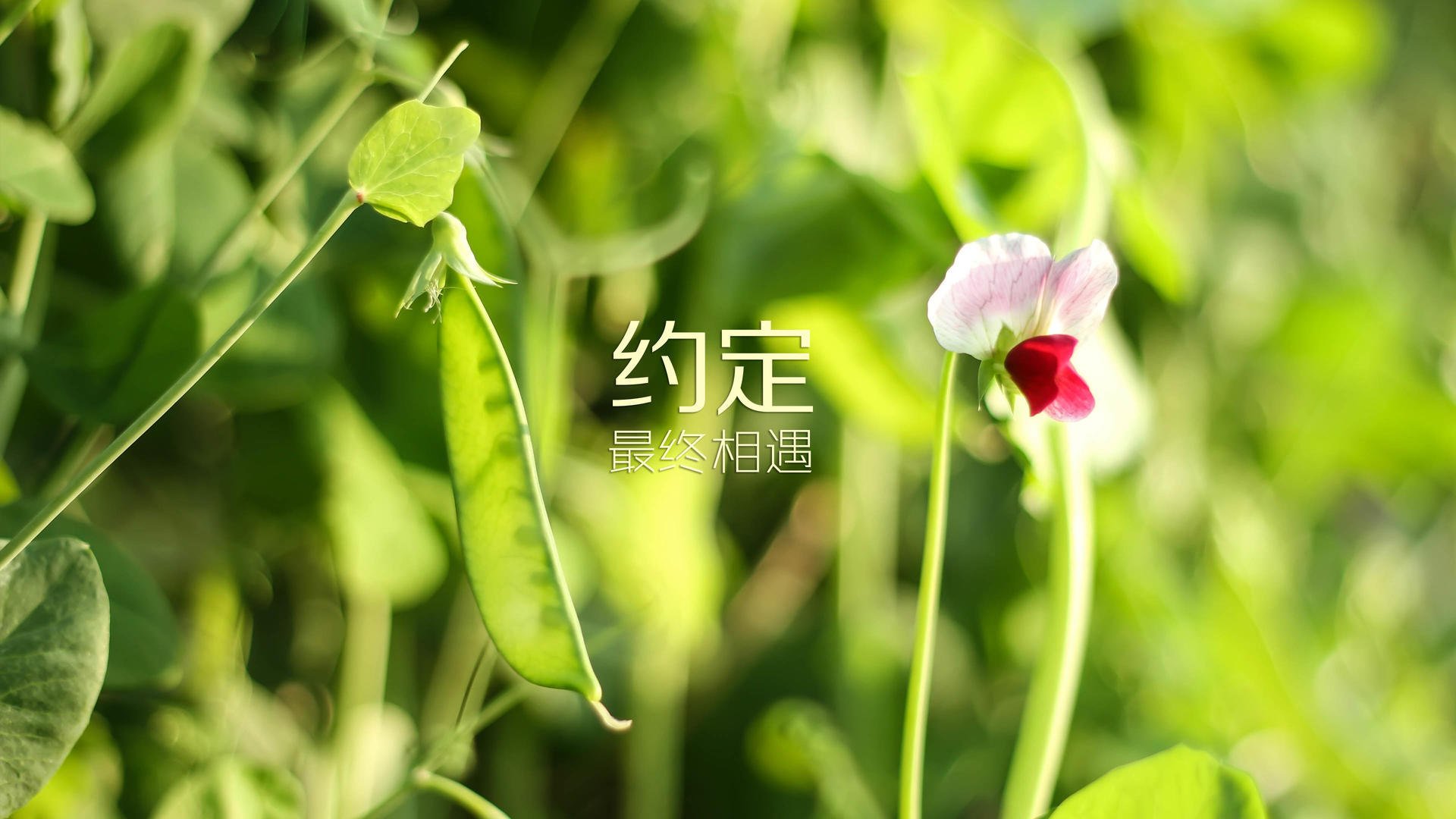 逆转之夜,努涅斯独舞,波兰在绝境中点亮E组最耀眼的星光